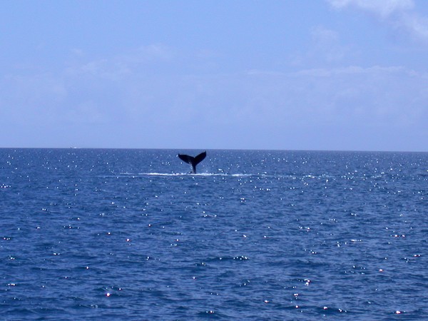 Humpback Whale